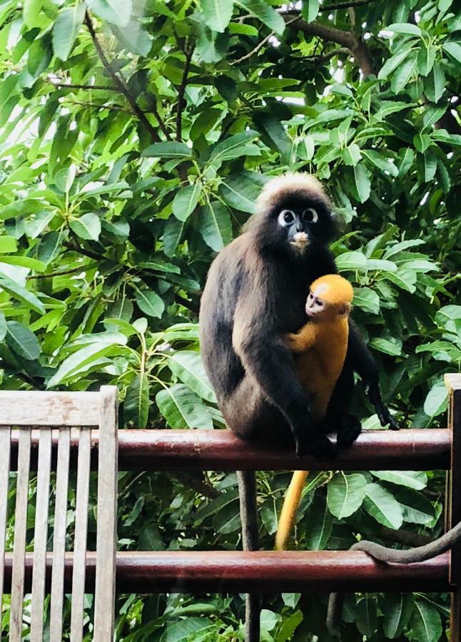 Sari Village Jungle Retreat Pantai Cenang  Eksteriør bilde